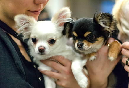 Ava ja Baby näyttelyssä 5.12.2015