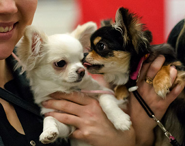 Baby ja Ava näyttelyssä 5.12.2015