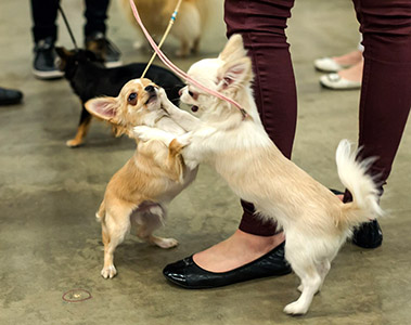 Ava ja Hugo näyttelyssä 5.12.2015