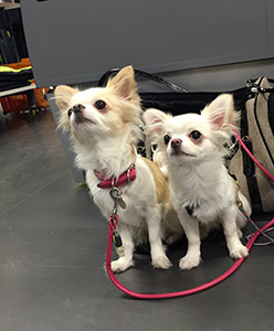 Ava ja Sesi Stadiumilla 4.12.2015