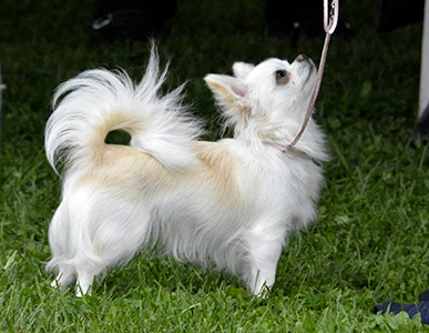 Ava näyttelyssä Helsingissä 23.7.2016