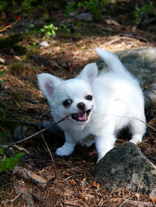 Ava testaa tikkua 20.8.2015