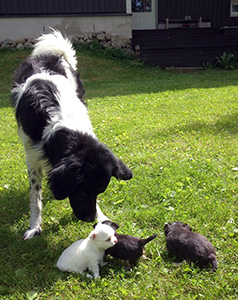 Erikokoisten tutustumista