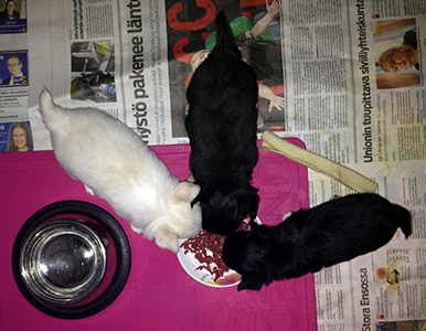 Ensimmäistä kertaa kiinteää ruokaa