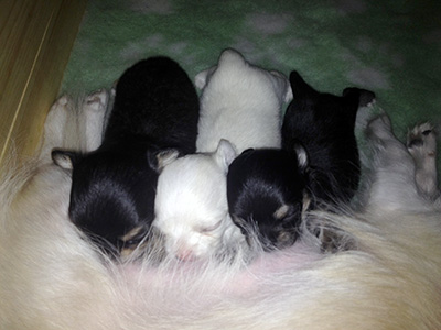 Pennut imemässä kolmiviikkoisina