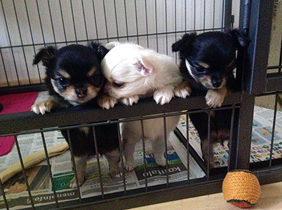 Pennut pyrkimässä ulos pentuaitauksesta