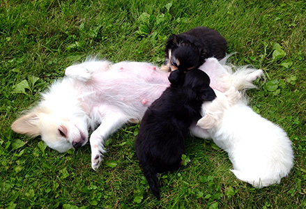 Pennut picnicillä kesken ulkoilun