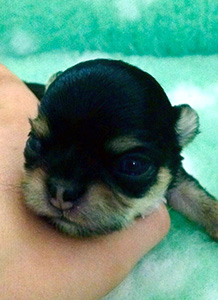 Pentu 1 11 päivää, silmät aukeaa