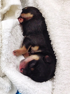 Pentu 1 syntymäpäivänä