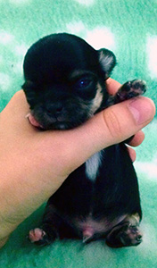 Pentu 2 11 päivää, silmät aukeaa