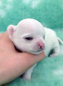 Pentu 3 11 päivää, silmät aukeaa