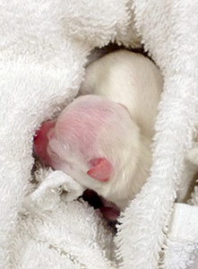 Pentu 3 syntymäpäivänä