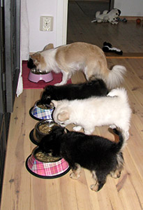 Ruoka-aika 19.8.2015