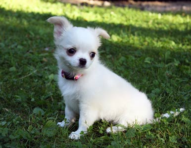 Sesi kotiutumassa Sorelaan