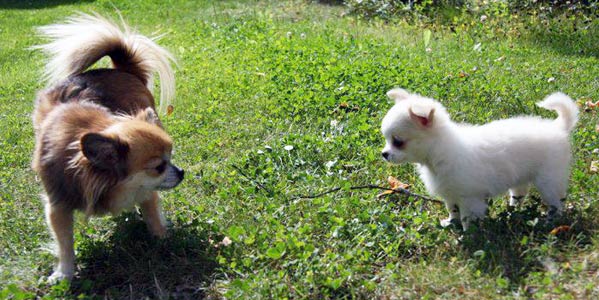 Sesi ja Notte Sorelassa