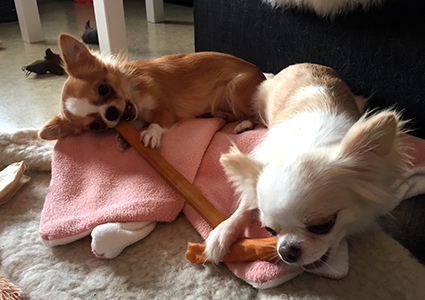 Sesi ja Yoda 18.9.2017