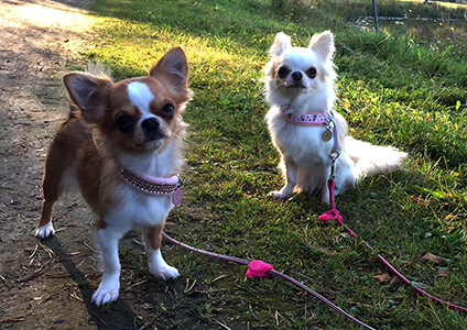 Sesi ja Yoda 25.9.2017