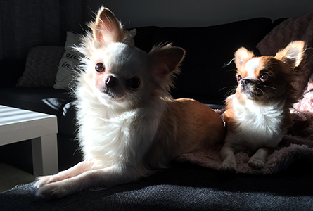 Sesi ja Yoda 30.3.2017