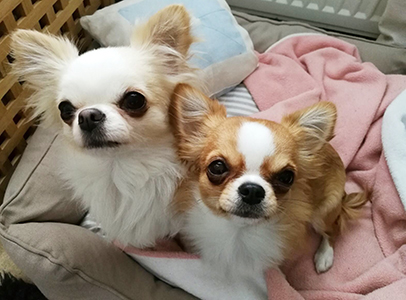 Sesi ja Yoda 4.6.2017