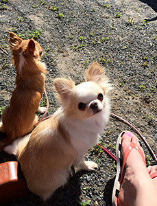 Sesi ja Yoda 7.6.2017