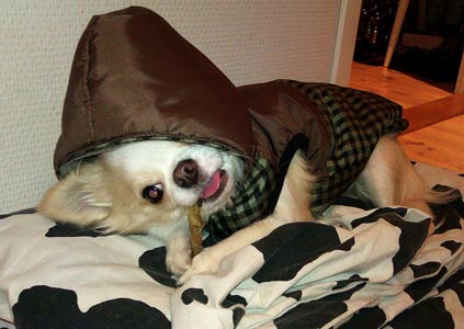 Sesi ja uusi talvitakki