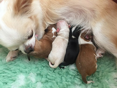 Sesi ja pennut kotona synnytyksen jälkeen