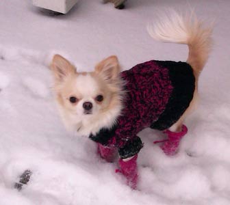 Sesi ulkona talvella