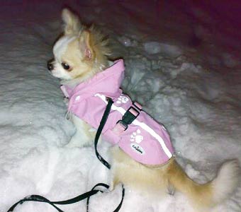 Sesi ulkona talvella