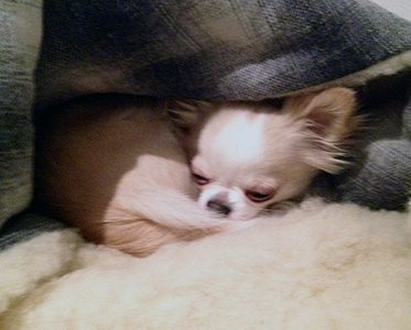 Sesi uudessa makuupussissa