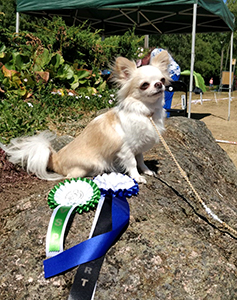 Sesi SERT ja VSP, Viro 17.6.2018