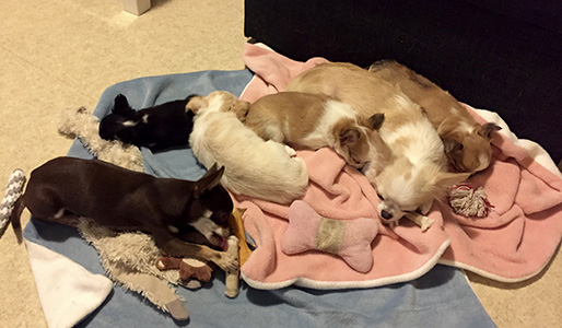 Sesoren chihusakki 7.10.2016