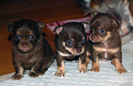 Tofi sisarustensa kanssa