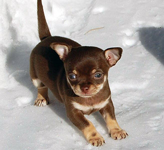 Tofi ekaa kertaa ulkona 1.3.2016