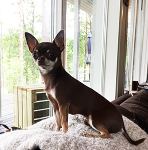 Tofi ikkunalla 5.7.2017