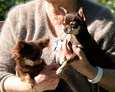 Karkki ja Tofi kasvattitapaamisessa 27.8.2016