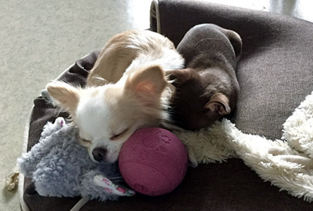 Tofi ja Sesi uinuvat lelujen kanssa