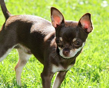 Tofi kasvattitapaamisessa 27.8.2016