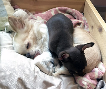 Tofi makaa Sesin päällä