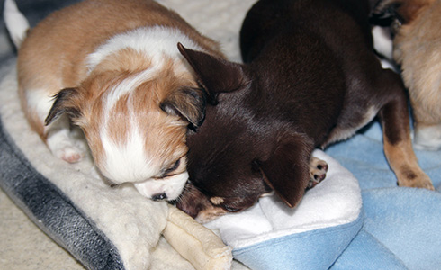 Tofi pikkupentujen seurassa 23.9.2016