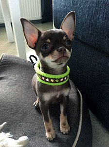 Tofi uuden pannan kanssa 22.4.2016