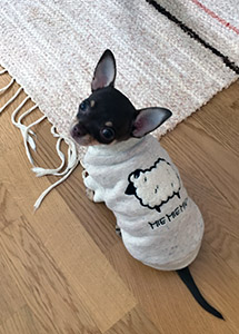 Tofi uusi paita päällä