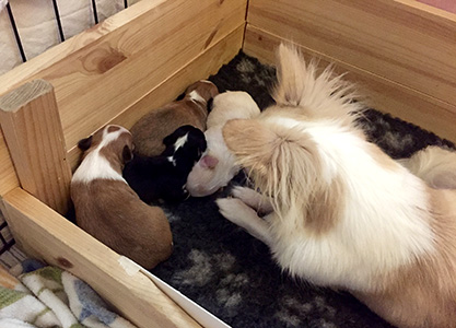 Pennut äidin valvonnassa