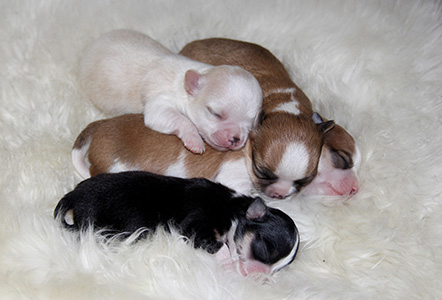 Pennut viikon ikäisenä