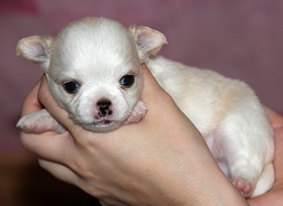 Pentu 1 23 päivää