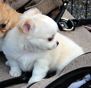 Pentu 1 pihalla (6 vko)