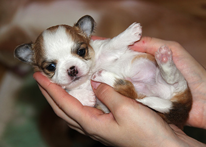 Pentu 2 23 päivää