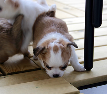 Pentu 2 ensimmäistä kertaa ulkona