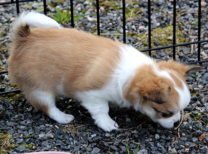 Pentu 2 pihalla (6 vko)