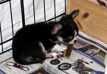 Pentu 3 herkkuhetki 12.10.2016