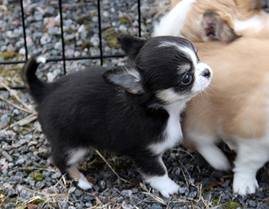 Pentu 3 pihalla (6 vko)